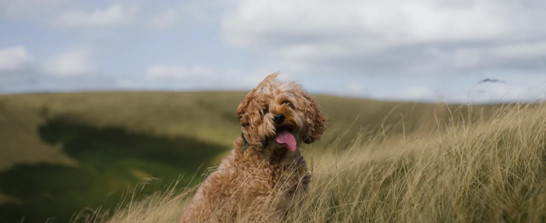 Top 5 Dog Bowls to Prevent Your Cockapoo from Eating Too Fast in 2025