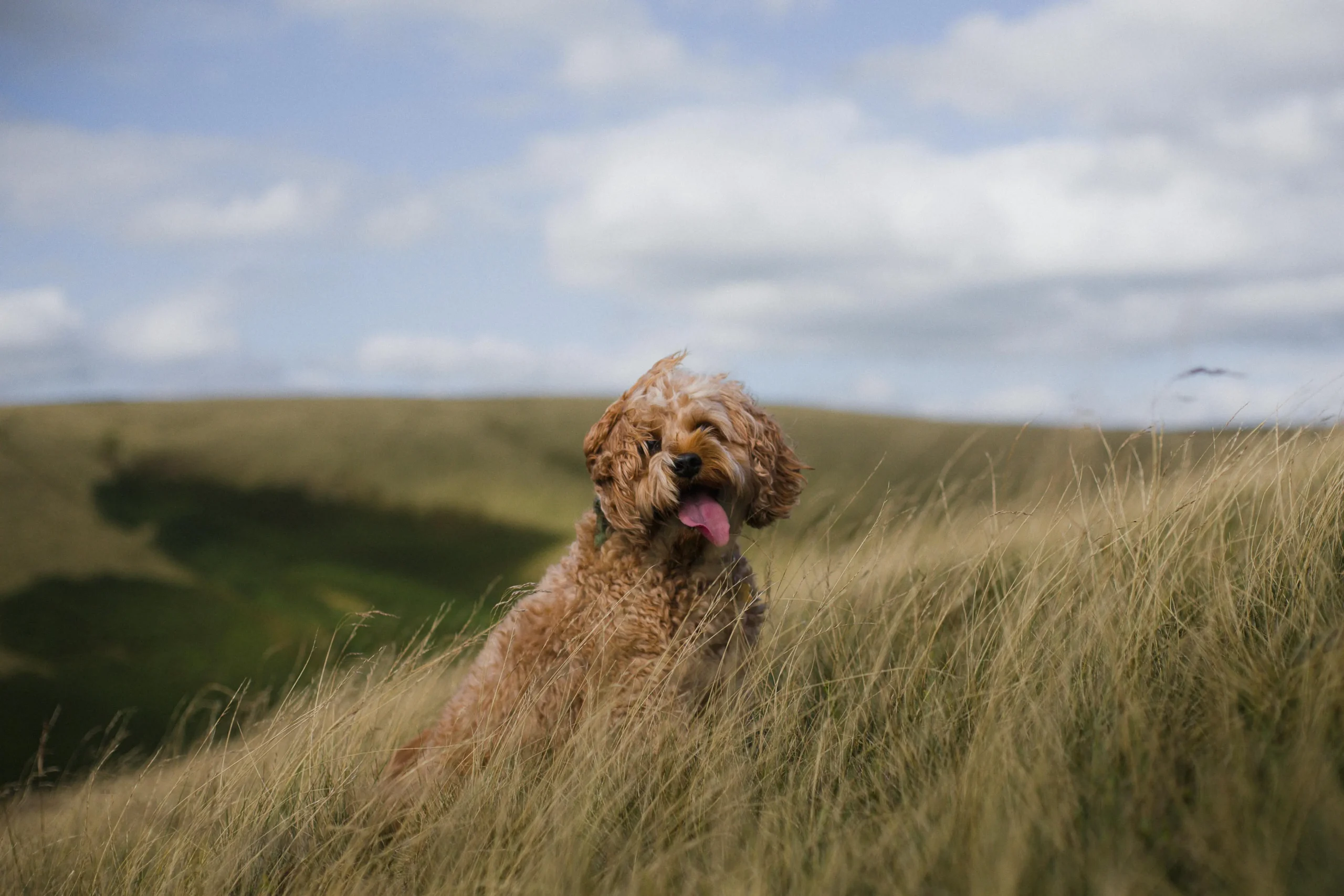 Top 5 Dog Bowls to Prevent Your Cockapoo from Eating Too Fast