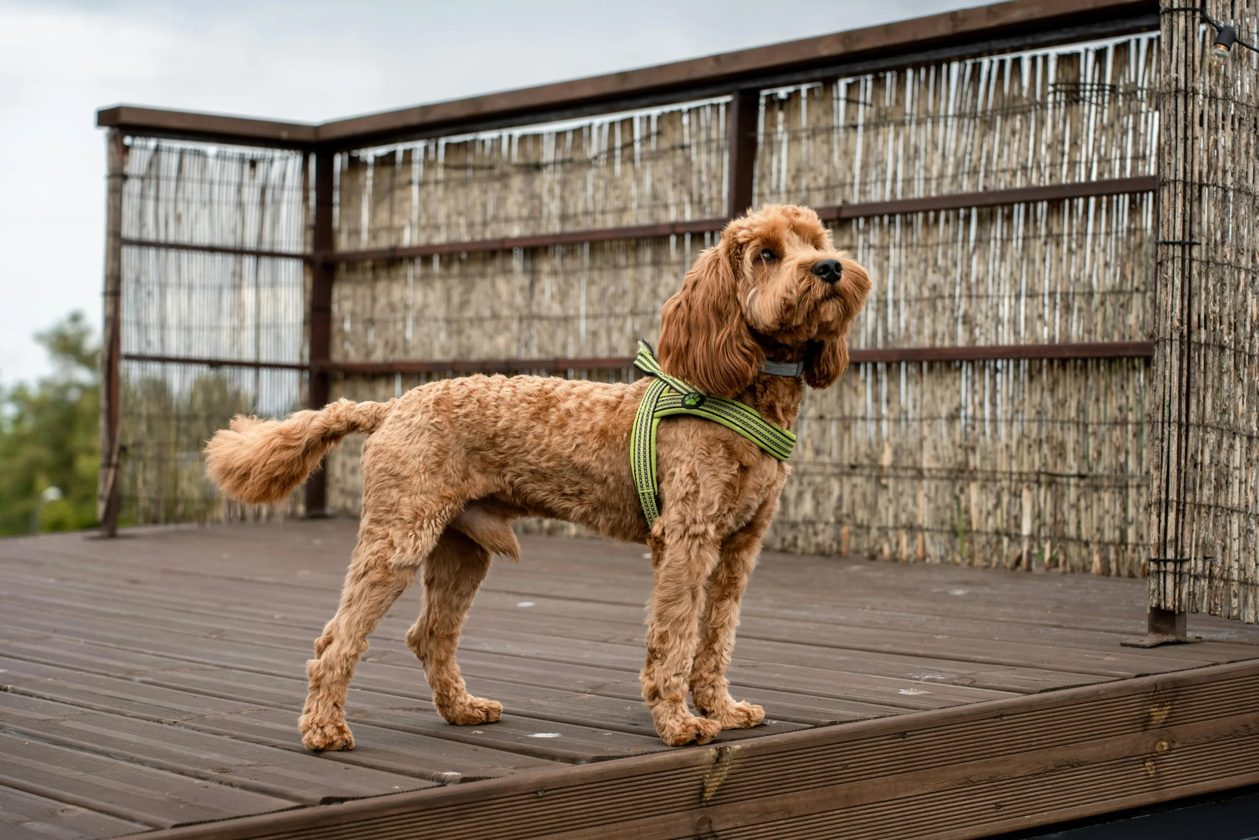 Cockapoo Harness Showdown: Top 3 No-Pull Harnesses Reviewed & Compared in 2025