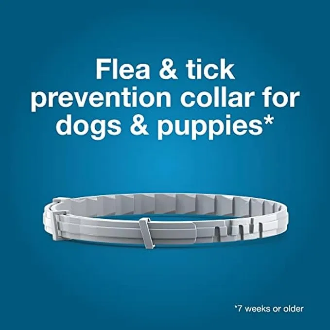 Dog Flea Collar